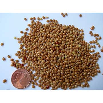 Extrait de millet Bio
