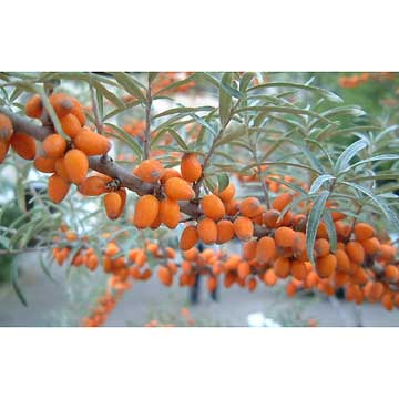 Extraits d'argousier (bio)