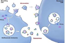 Image de présentation Caractérisation des exosomes isolés des milieux de culture cellulaire 