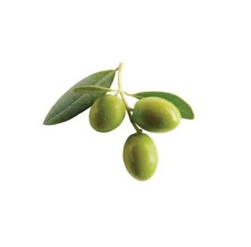 Extrait d'olive